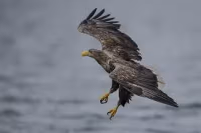 White-tailed Eagle Reintroduction Exmoor approved for summer release scheme