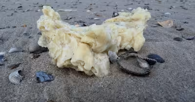 Borkum: Gelbe Paraffinbrocken treiben an die Nordsee-Küste