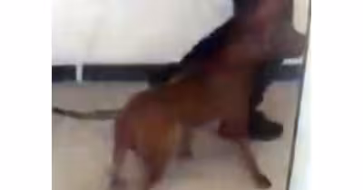 Toronto advierte sobre un perro grande tras un ataque mortal e hiriente