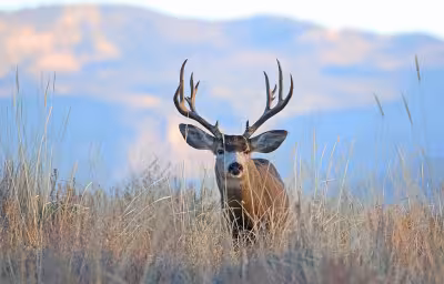 Utah Dwr urges hunters, anglers to use Walk-In Access program in 2025