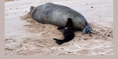 Hawaii: investigan a un hombre de Seattle por presunto acoso a una foca monje