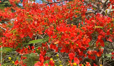 El árbol que cambió Yucatán: así llegó el flamboyán y por qué sigue marcando junio