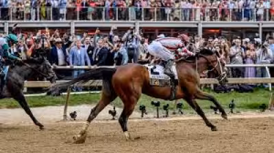 Great White Preakness: Derby drama fades as horse draws 7-1 support