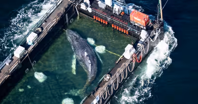 Humpback Whale Found Dead off Denmark Was Same Animal Rescued in Germany