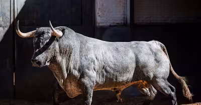 Quién Torea Hoy En Las Ventas: Diosleguarde confirma su alternativa