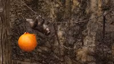 Punch: Two US nationals arrested after filming monkey enclosure jump in Japan