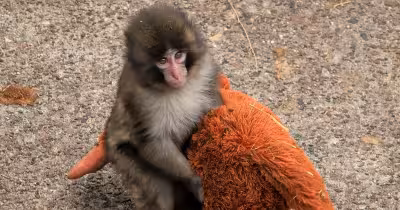 Punch The Monkey: Two US men arrested after stunt at Japanese zoo