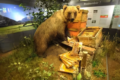 Braunbär Bruno vor 20 Jahren: So veränderte er Bayern bis heute