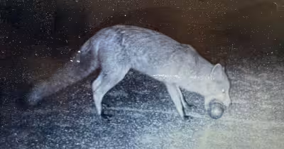 Pétanque : un renard vole 19 boules dans le jardin d’un couple en Dordogne