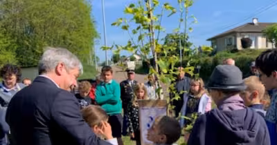 À Arnay Le Duc, l’arbre de la Liberté vandalisé après 80 ans de mémoire