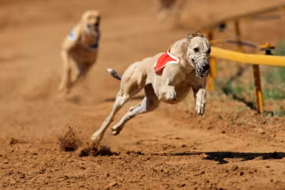 Greyhound racing should be phased out in South Australia, RSPCA SA says