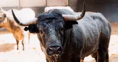 Juan De Castilla regresa a Las Ventas en la undécima de San Isidro