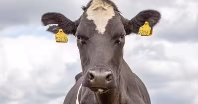Vache : des études révèlent leur attention inattendue aux visages humains