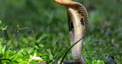 Cobra Toulouse : le serpent venimeux reste introuvable dix jours après