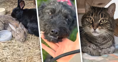 Tiere suchen neue Zuhause: Struppi, Nabla, Cindy und mehr