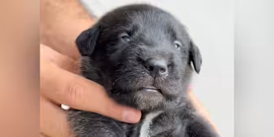 The Dodo story of Athena, the abandoned puppy who found a home in Brazil
