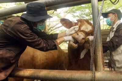 Eid Al Adha livestock checks intensify in Indonesia ahead of May 27