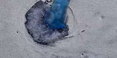 Myrtle Beach police warn of venomous wildlife washing ashore