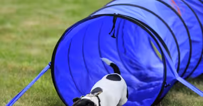 Swindon Weather forces Highfield House dog show postponement in Halesworth