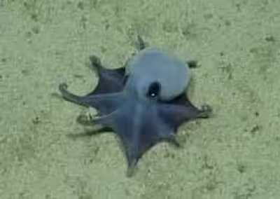 Tiny blue Octopus found near Darwin Island is new to science