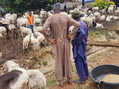Cost-of-living Crisis bites as Abuja tomato, pepper prices surge
