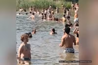 Swans Nesting Hampstead Heath Disturbed as Dozens Swim in Heat