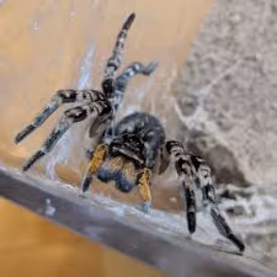 Südrussische Tarantel: Zwei weitere Sichtungen in Niederösterreich gemeldet
