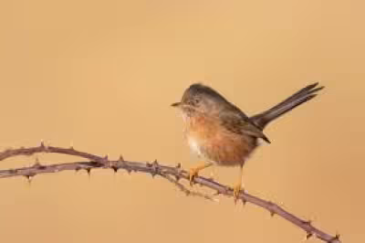 Dartford Warbler reaches record numbers on RSPB reserves in 2025
