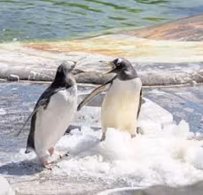 Marwell Zoo heat response shows how London animals stay cool in hot weather
