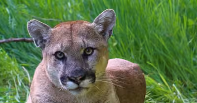 Mountain Lion Santa Monica: Police, wildlife crews move to remove backyard visitor
