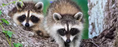Waschbär in Solingen: Vier Jungtiere gerettet und noch am selben Tag getötet