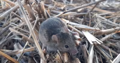 Australia Mouse Plague Farmers fight costly surge across WA paddocks