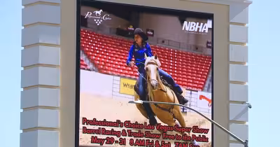 Las Vegas Horse Stabbing Arrest: Teen Taken Into Custody After 3 Horses Hurt