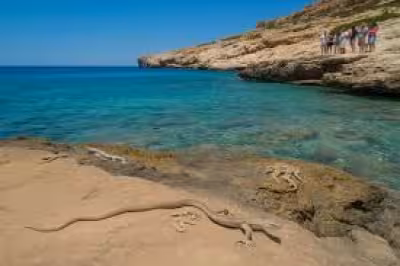 Snake filmed crossing from Ibiza to Santa Eulària is new warning sign