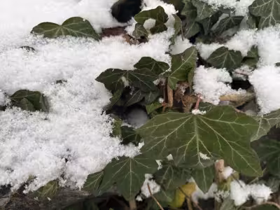 Snowfall returns to the Carpathians as Chornogora dips to -1°C