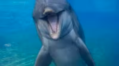 SeaWorld San Diego says Dolphin Dottie dies at 39 after long life