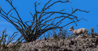 The Wire kills endangered bighorn sheep in Jacumba Wilderness border crossing