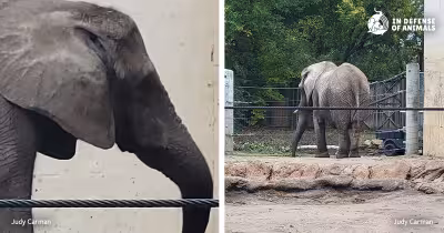 Tembo dies at Topeka Zoo as Cameron Park Zoo elephant debate intensifies