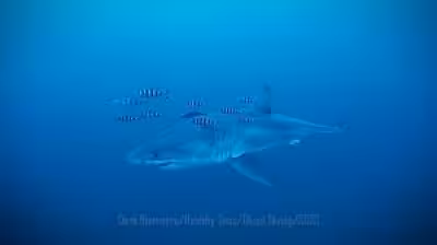 Great White Shark Filmed in Rare Mediterranean Encounter by Diver