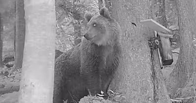Bären: Wildkamera filmt im Brandnertal den ersten Braunbären 2026