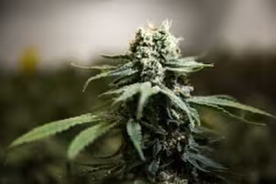Ontario regulator tells SNDL to divest cannabis stores or face licence risk