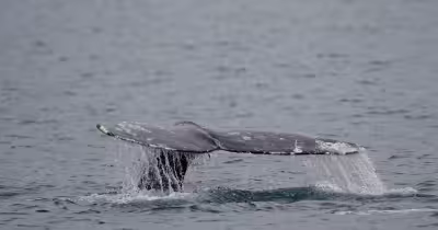 Dead grey whale found off British Columbia coast, bringing yearly total to 10