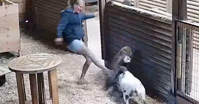 Goat attack caught on camera as Gina Moore kicks cougar away in British Columbia
