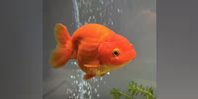The Dodo: Goldfish Wiggly needed vets after snail lodged in his mouth