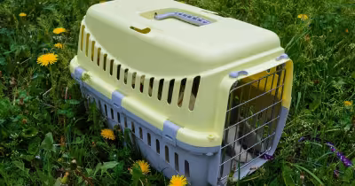Bonded Pets Dumped Outside A Shelter: Boris Sheltered Jenkins