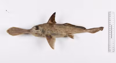Deep Sea Ghost Shark Costa Rica: New species named from Pacific specimens