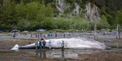 Royal Caribbean Vessel Whale Mortality Probe Follows Seward Bow Discovery