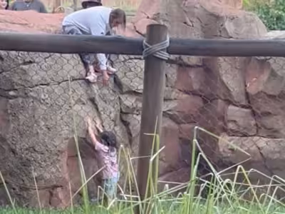 Disney Animal Kingdom News July 2026: Child Falls Into Enclosure at Lodge