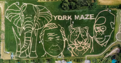 York Maze unveils giant David Attenborough tribute for 2026 season