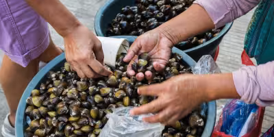 Manila Clam Atlantic Coast Invasion reaches New England coast